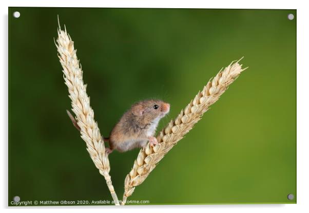 Adorable cute harvest mice micromys minutus on wheat stalk with neutral green nature background Acrylic by Matthew Gibson