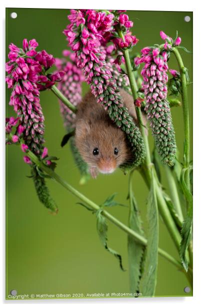 Adorable cute harvest mouse micromys minutus on red flower foliage with neutral green nature background Acrylic by Matthew Gibson