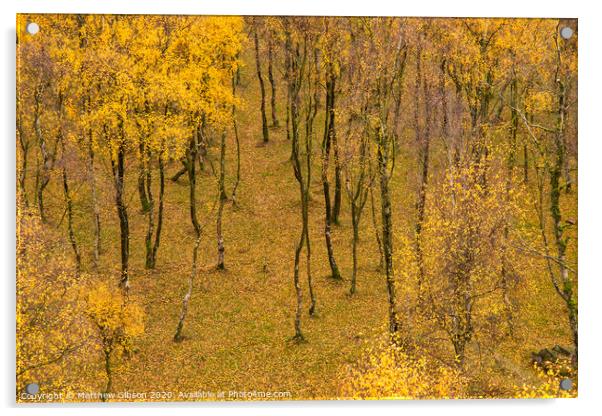 Amazing view of Silver Birch forest with golden leaves in Autumn Fall landscape scene of Upper Padley gorge in Peak District in England Acrylic by Matthew Gibson