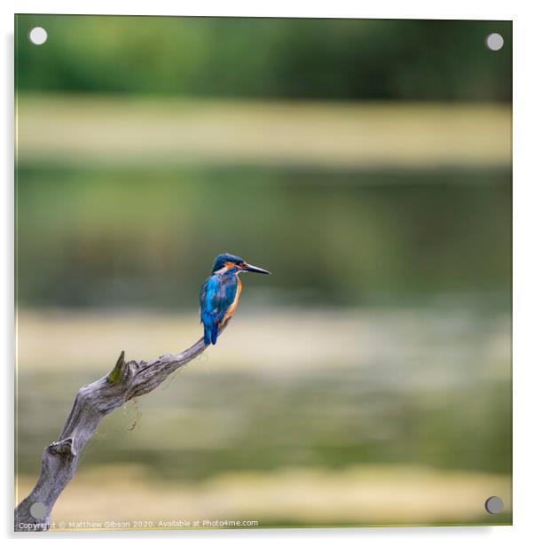 Beautiful vibrant Common Kingfisher Alcedo Atthis perched on branch over river hunting food Acrylic by Matthew Gibson