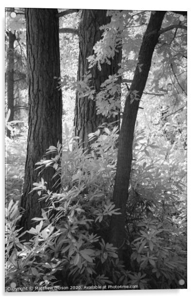 Stunning toned black and white infra red Summer landscape woodland image Acrylic by Matthew Gibson