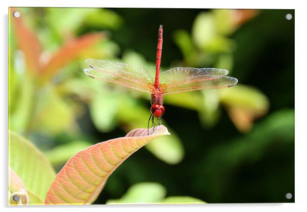 Dragonfly Acrylic by Neil Gavin