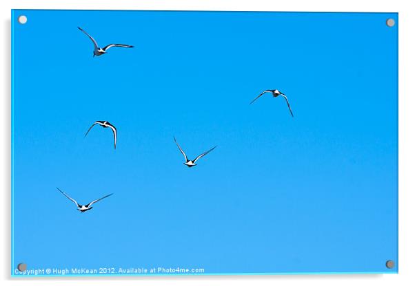 Animal, Bird, Oystercatchers in flight, Blue sky Acrylic by Hugh McKean