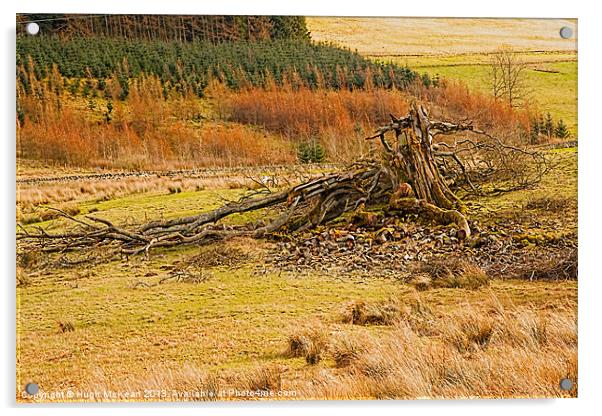 Landscape, Tree, European Beech, Blown over Acrylic by Hugh McKean