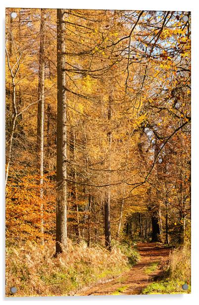 Autumn colours, riverside walk, November 2103 Acrylic by Hugh McKean