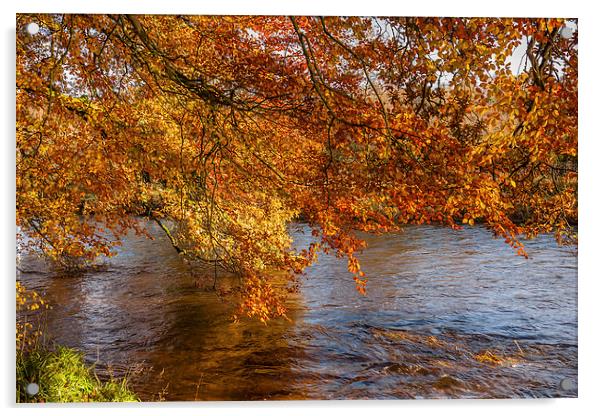 Autumn colours, riverside walk, November 2011 Acrylic by Hugh McKean
