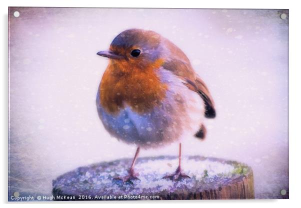 Winter Robin, Erithacus rubecula Acrylic by Hugh McKean