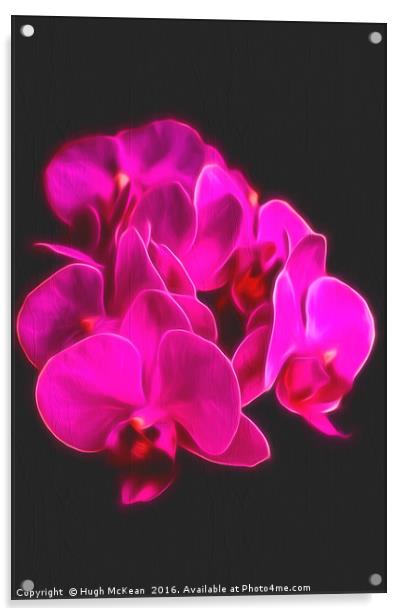 Photo Art, Plant, Orchid, Phalaenopsis, Pink Flowe Acrylic by Hugh McKean