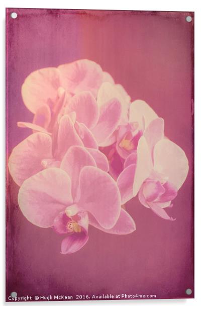 Plant, Orchid, Phalaenopsis, Pink Flowers  Acrylic by Hugh McKean