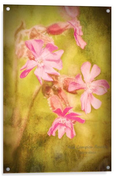 Red Campion flowers Acrylic by Hugh McKean