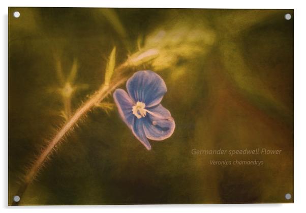 Photo art of a Germander Speedwell flower  Acrylic by Hugh McKean
