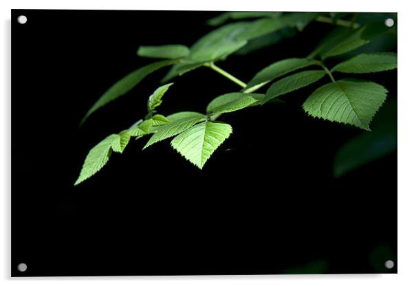 Plant, Tree, Common Hazel, Leaves, Corylus avellan Acrylic by Hugh McKean