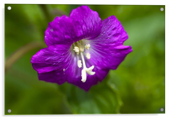 Plant, Wild flower, Great Willowherb, Epilobium hi Acrylic by Hugh McKean