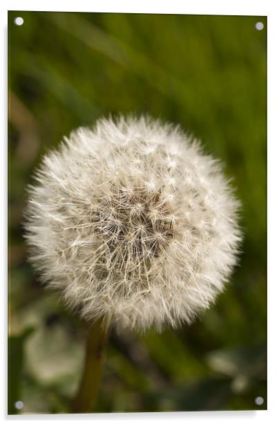 Plant, Wild flower, Dandelion, Seed head Acrylic by Hugh McKean