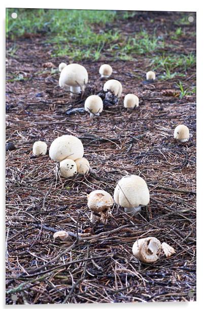 Fungi, mushroom, Agaricus variegans, edible, Acrylic by Hugh McKean
