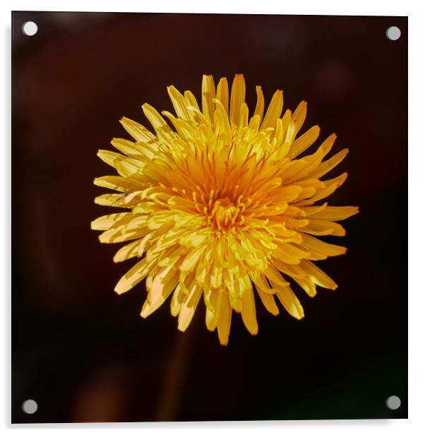 Dandelion (Taraxacum officinale) flower_DSF1593.jp Acrylic by Hugh McKean