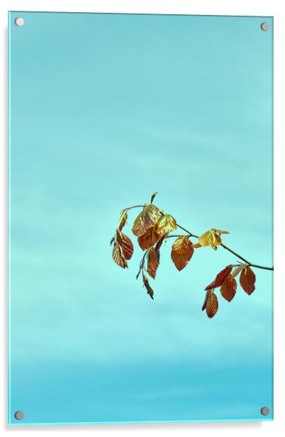 Spring leaves of the Common Beech tree_DSF1673.jpg Acrylic by Hugh McKean