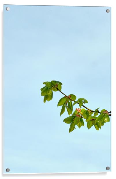Spring leaves of the Small-leaved Lime_DSF1679.jpg Acrylic by Hugh McKean