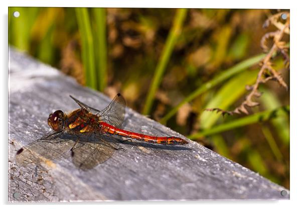 Dragonfly, Common Darter, Sympetrum striolatum, ma Acrylic by Hugh McKean
