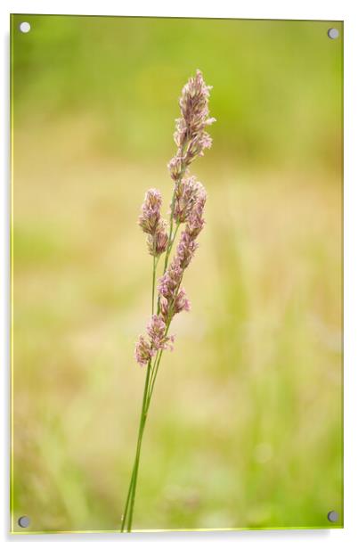 Grass, Graminaea, Cocksfoot, or Orchardgrass Acrylic by Hugh McKean