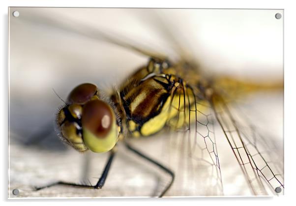 Common Darter  dragonfly compound eye and synthora Acrylic by Hugh McKean