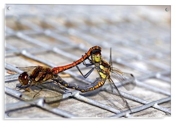 Common Darter dragonflies mating Acrylic by Hugh McKean
