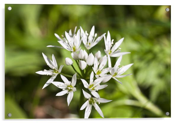 Plant, Wild garlic, Allium ursinum, flower Acrylic by Hugh McKean