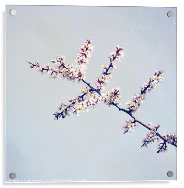 Photo art Blackthorn blossom, Prunus spinosa Acrylic by Hugh McKean