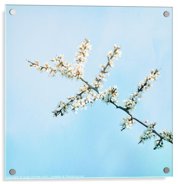 Photo art Blackthorn blossom, Prunus spinosa Acrylic by Hugh McKean