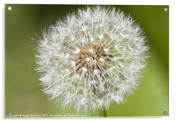 Plant, Dandelion, Taraxacum officinale, seed head Acrylic by Hugh McKean