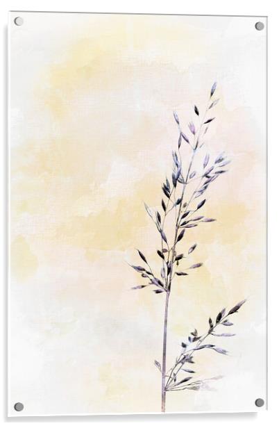 Photo art, Bristle oat, Avena strigosa Acrylic by Hugh McKean