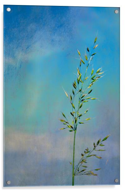 Photo art, Bristle oat (Avena strigosa) Acrylic by Hugh McKean