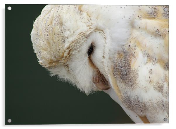 Perched Owl Acrylic by David (Dai) Meacham
