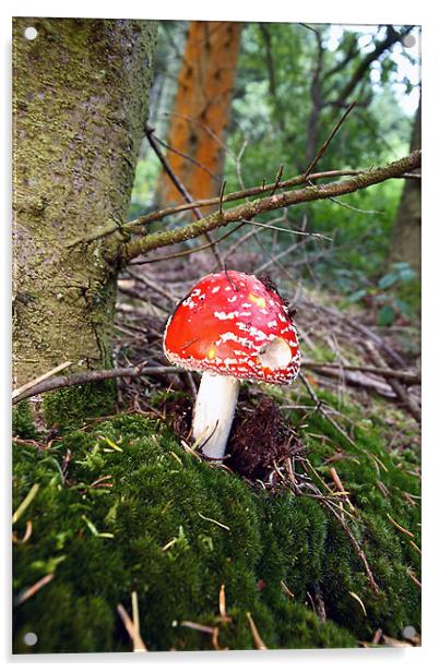 Deadly Fungi Acrylic by David (Dai) Meacham