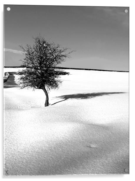 Little Tree in the virgin snow Acrylic by David (Dai) Meacham
