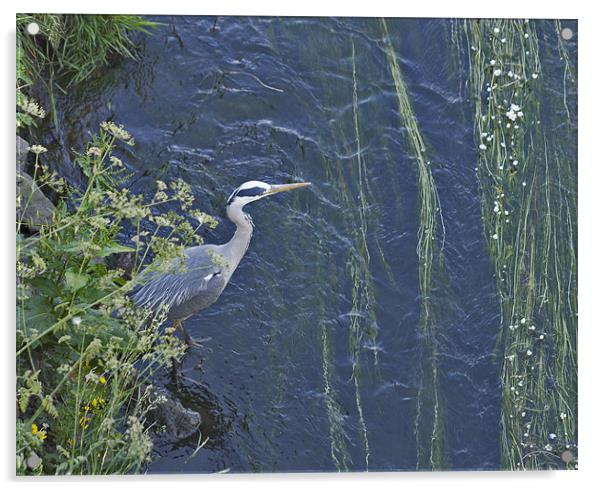 Heron Acrylic by Graham Lester George