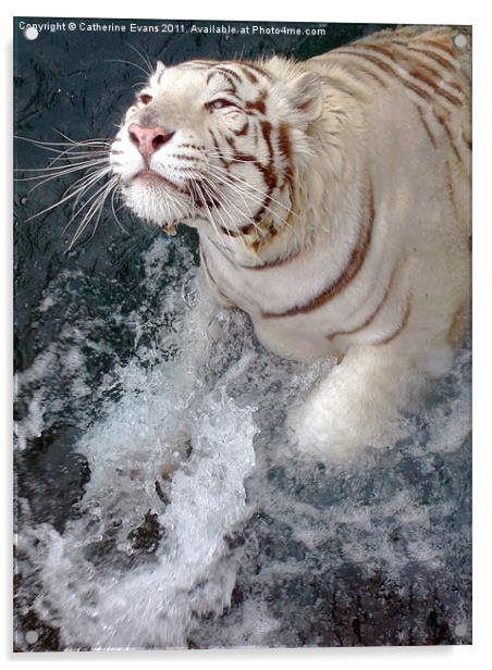 White Tiger Splash! Acrylic by Catherine Fowler