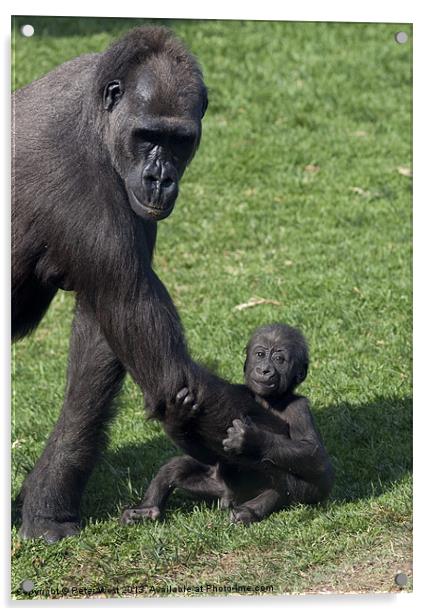 Baby Gorilla and Mum Acrylic by Peter West