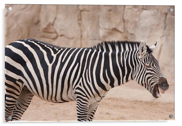 Laughing Zebra Acrylic by Peter West
