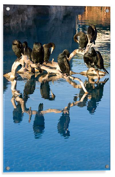 Cormorant reflections Acrylic by Peter West