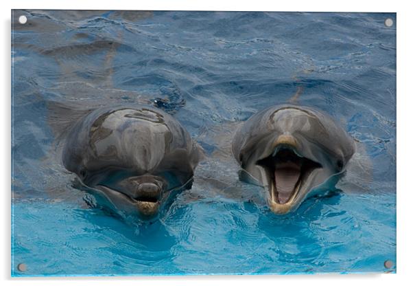 Laughing Dolphins Acrylic by Peter West