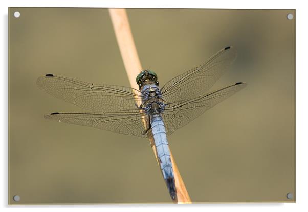Blue Dasher Acrylic by Peter West