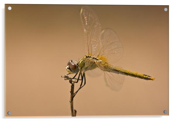 Male Red Darter Acrylic by Peter West