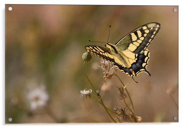 Swallow Tail Acrylic by Peter West