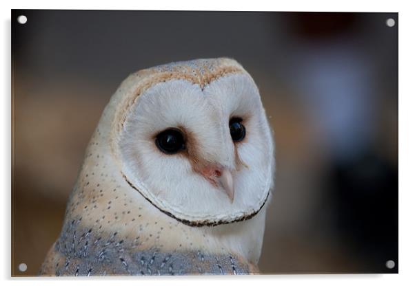 Barn Owl Acrylic by Peter West