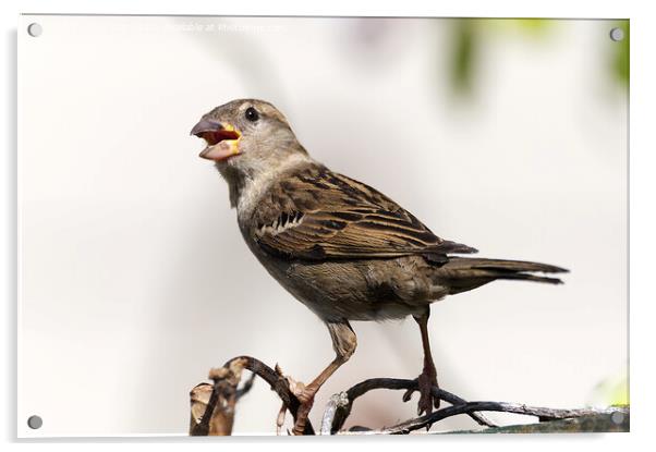 Female House Sparrow Acrylic by Chris Day