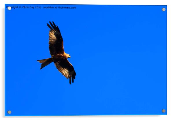 Red Kite Acrylic by Chris Day