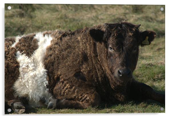 Galloway Shetland cross cow Acrylic by Chris Day