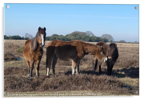 New Forest Ponies Acrylic by Chris Day