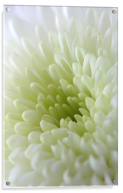White Chrysanthemum Acrylic by Chris Day